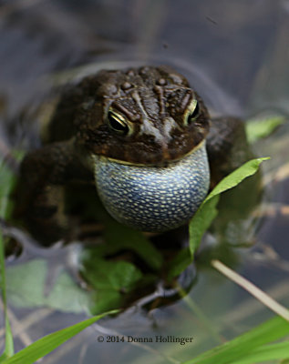 Female American Toad Trilling