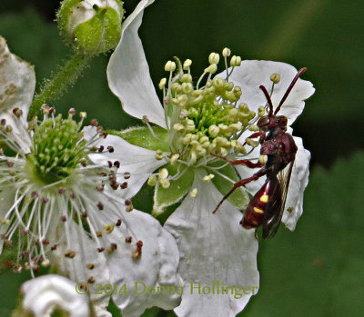 Red Wasp on Blackberry