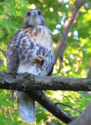 Red Tailed Hawk Immature