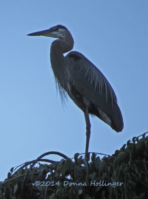 Great Blue Heron