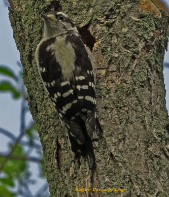 Downy.Woodpecker