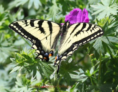 Swallowtail on Geranium