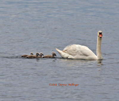 Swan with swanlings...
