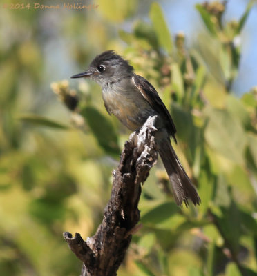 Contopus caribaeus, Cuban Pewee