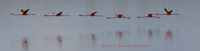 Six Flamingos Flying