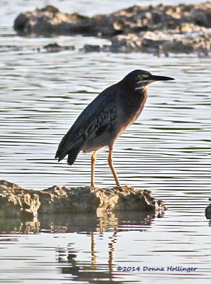 Green Heron