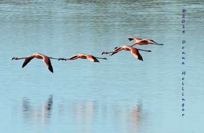 Flamingos Flying