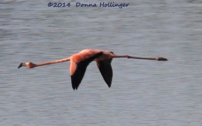 One Flamingo Flying