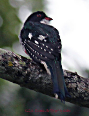 Cuban Trogon a little wet