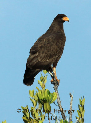 Cuban Black Hawk