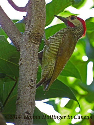  Golden-olive Woodpecker (Piculus rubiginosus yucatanensis).  
