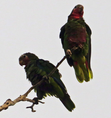 2 Cuban Parrots at Playa Larga