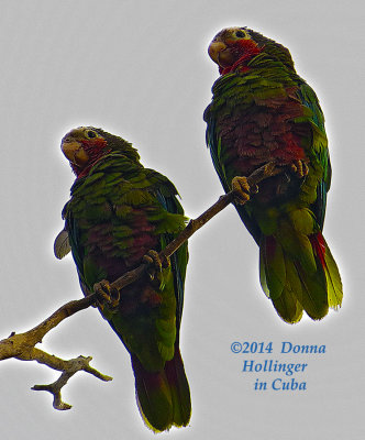 2 Cuban Parrots at Playa Larga