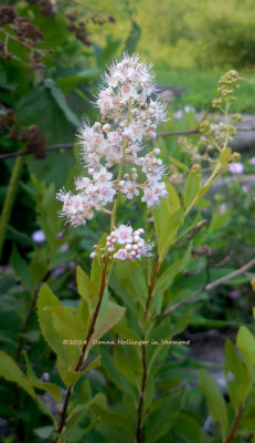 Lots of Meadowsweet This Year!