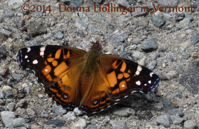 Vanessa virginiensis (American Lady Butterfly)