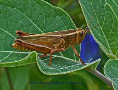 Brown Grasshopper on Datura Leaf
