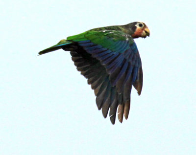 Departing Cuban Parrot