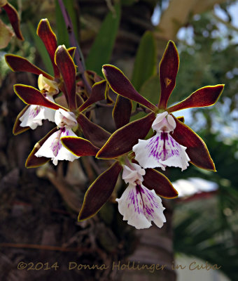 Orchids Growing in Restaurant Garden