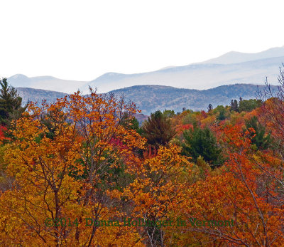 Misty Mountains and Orange Trees