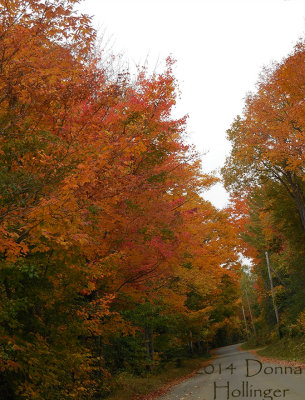 Leaves on Turnpike Road
