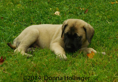 Rene's Puppy: Marley