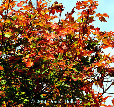 Maple Leaves Turning