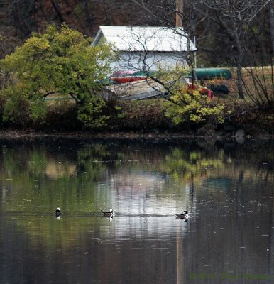 Hooded Mergansers by the Boathouse