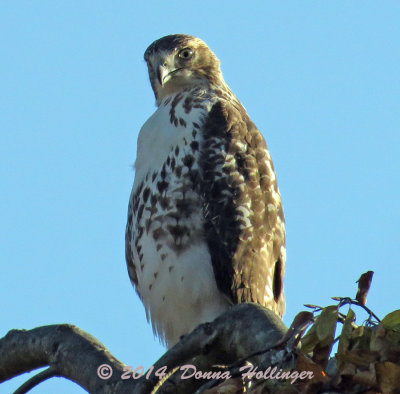 PotBellied Red Tail Hawk