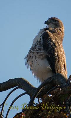 Red Tailed Hawk - Posture!