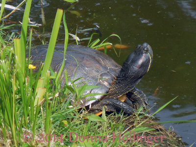 Slider Turtle