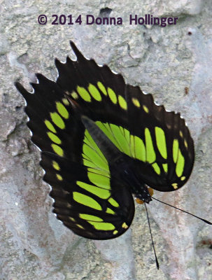 Partially Open Malachite Butterfly