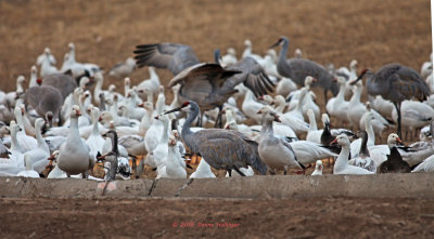 Some Sandhill Cranes Amongst The Geese