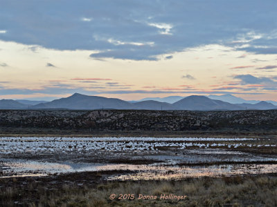 Dawn Flocks of Geese