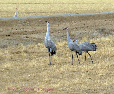 3 Sandhill Cranes With a fourth in the Background