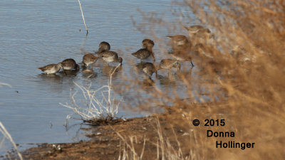  Group of Dowitchers, Long-billed