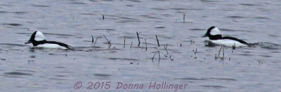 2 Buffleheads 