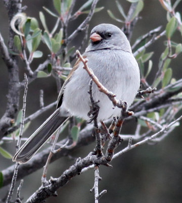 Grayheaded Dark-eyed Junco