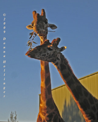 Male and Female Giraffes