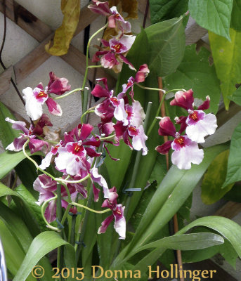Martha's Orchid