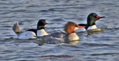 Common Mergansers Fishing in Icy Waters