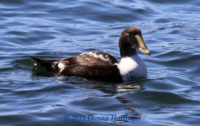 Immature Male Eider