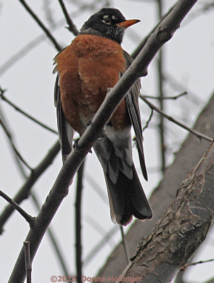 Robin at Mount Auburn 