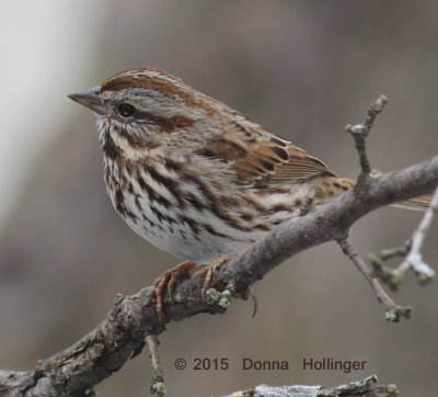 Song Sparrow