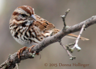 Song Sparrow