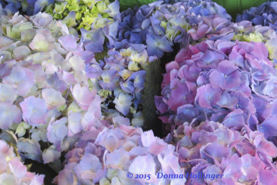 Hydrangea Flowers