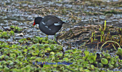 Common Gallinule