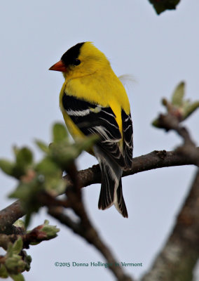 Male GoldFinch in Our Yard