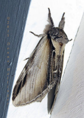 Black Rimmed Prominent ( Pheosia rimosa)