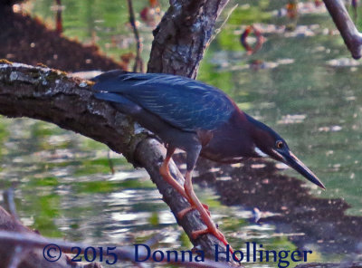 Green Heron Fishing