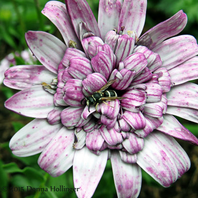 Beautiful Bald Faced Hornet in Osteosperma flower